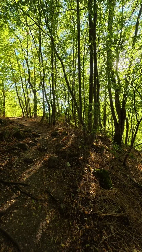 Sunlight filters through tall green trees. Boracki krs Serbia Vertical 動画素材 345005926