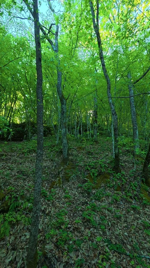 Sunlight filters through tall, leafy trees. Ovcar Kablar Gorge, Serbia. Vertical Видео 334227252