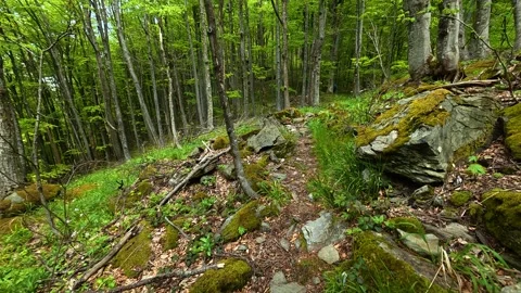 Sunlight filters through tall, leafy trees. Jastrebac Mountain, Serbia. Stock-Footage 336024278