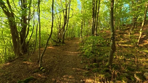 Sunlight filters through tall, leafy trees. Boracki krs Serbia 動画素材 345005580