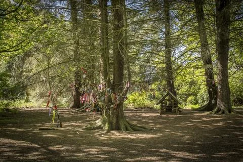 Sunlight filters through tall, leafy trees Stock Photos
