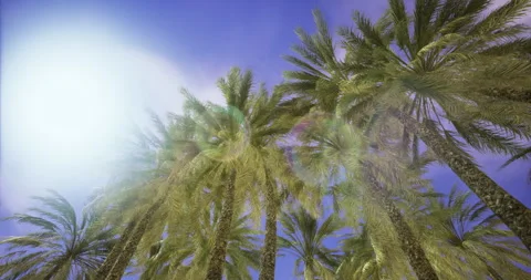 Sunlight filters through tall palm trees in a tropical paradise Vídeo Stock 329177612