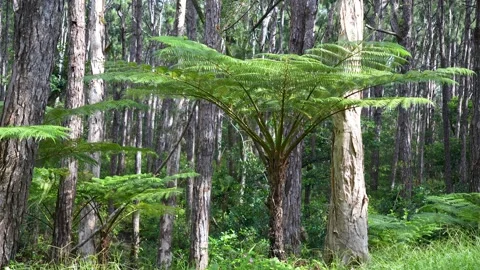 Sunlight filters through tall pine trees, illuminating a lush understory of Stock Footage 318966486