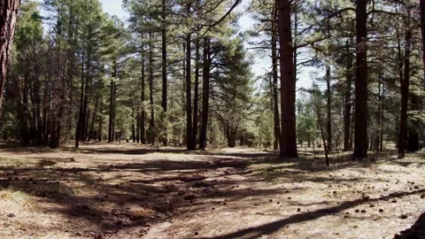 Sunlight filters through tall pine trees onto forest path Stock Footage 329666892