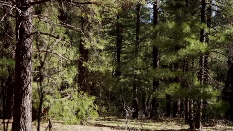 Sunlight filters through tall pine trees in a forest Stock Footage 329666998