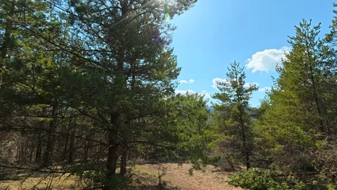 Sunlight filters through tall pine trees. Balkan, Eastern Europe, POV Video stock 331778495