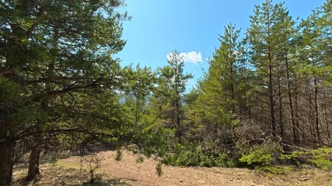 Sunlight filters through tall pine trees. Balkan, Eastern Europe, POV Video stock 331781726