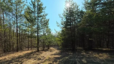 Sunlight filters through tall pine trees. Kozji Kamen Viewpoint Video stock 331873429