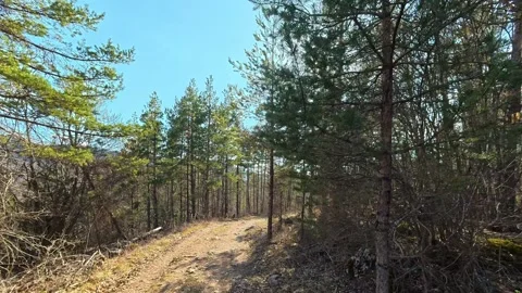 Sunlight filters through tall pine trees. Kozji Kamen Viewpoint Video stock 331873606