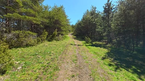 Sunlight filters through tall pine trees. Balkan, Eastern Europe, POV Stock Footage 333440338