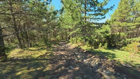 Sunlight filters through tall pine trees. Balkan, Eastern Europe, POV Vídeos de archivo 333442060