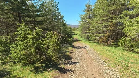 Sunlight filters through tall pine trees. Balkan, Eastern Europe, POV Video stock 333442117