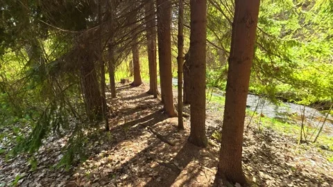Sunlight filters through tall pine trees. Near Rosomac Canyon, Serbia Stock Footage 335534997