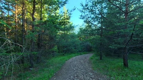 Sunlight filters through tall pine trees. Kozji Kamen hiking path, Serbia 스톡 동영상 342341653