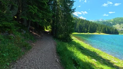 Sunlight filters through tall pine trees. Black Lake, Montenegro Vidéo 342970345