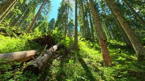 Sunlight filters through tall pine trees. Black Lake, Montenegro 스톡 동영상 342971113