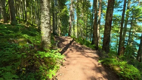 Sunlight filters through tall pine trees. Black Lake, Montenegro 動画素材 342973296