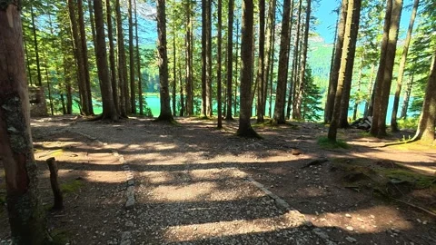 Sunlight filters through tall pine trees. Black Lake, Montenegro Vídeo Stock 342976878