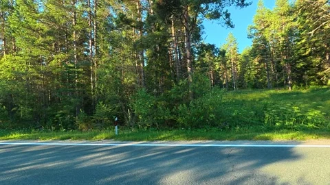 Sunlight filters through tall pine trees. Durmitor, Montenegro Stock-Footage 342980681
