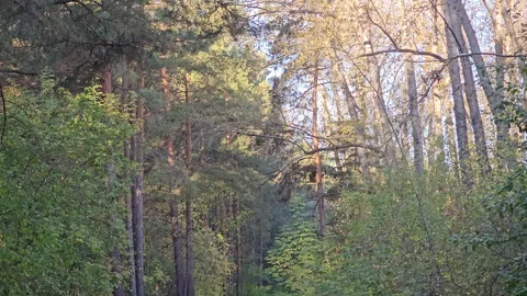 Sunlight filters through tall pine and deciduous trees Video stock 347501067