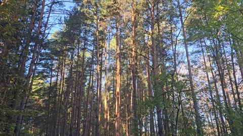 Sunlight filters through tall pine trees Video stock 347501125