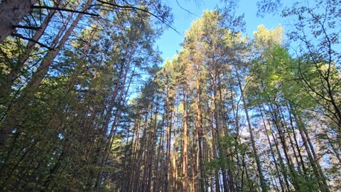 Sunlight filters through tall pine trees Video stock 347501176