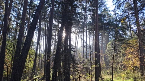 Sunlight filters through tall pine trees Stockbeeldmateriaal 347501561