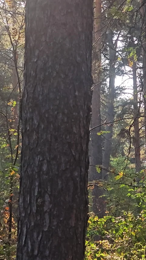 Sunlight filters through tall pine trees Stock-Footage 347673002