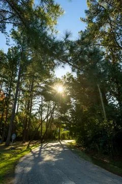 Sunlight filters through tall pine trees Stock Photos