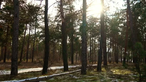 Sunlight Filters Through Tall Trees in Dense Forest. Sun streaming through high Stock Footage 263705622