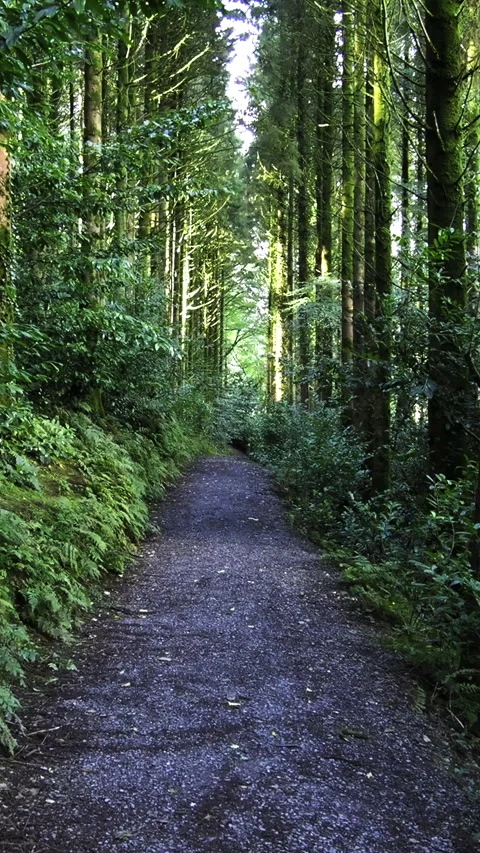 Sunlight filters through tall trees illuminating a forest path. Vertical Stock Footage 266694449