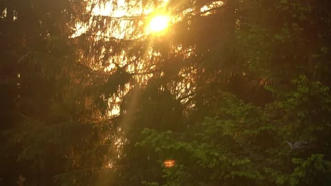 Sunlight filters through tall trees creating a serene natural atmosphere Stock Footage 295149538