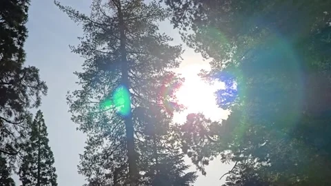 Sunlight filters through tall trees in a peaceful forest setting during aft.. Stock Footage 296497974