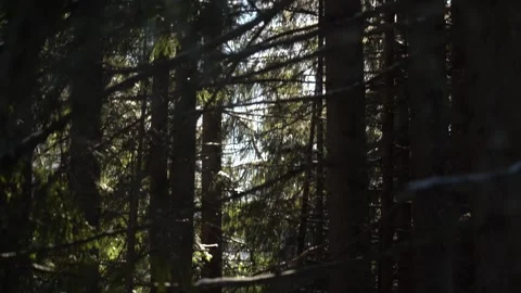 Sunlight filters through tall trees in a serene forest during early morning Video stock 313482479