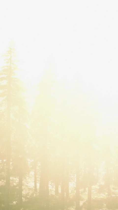 Sunlight filters through tall trees in a lush forest during morning hours Видео 316164816