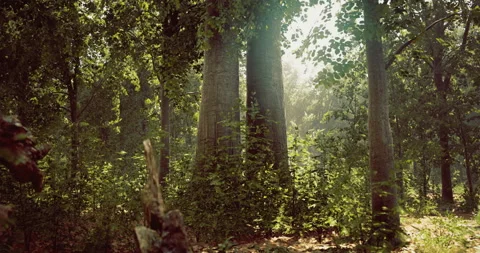 Sunlight filters through tall trees in a serene forest at dawn Vídeos de archivo 320518634
