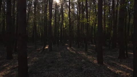 Sunlight filters through tall trees in a dense forest, casting long shadows Stock-Footage 333290468