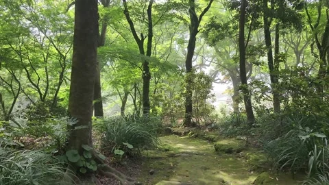 Sunlight filters through tall trees 動画素材 337697616