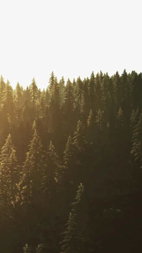 Sunlight filters through tall trees in a dense forest during the evening Stock Footage 341270582