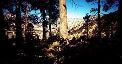 Sunlight filters through tall trees in a mountainous forest during midday Ilustração Stock