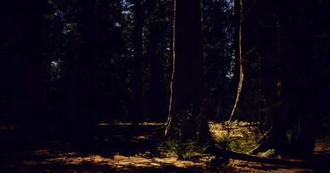 Sunlight filters through tall trees in a serene forest clearing at dusk Ilustração Stock