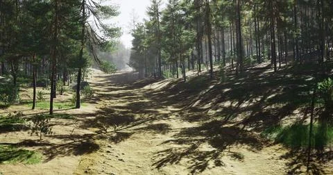 Sunlight filters through tall trees along a serene forest pathway in daylight Stock Illustration
