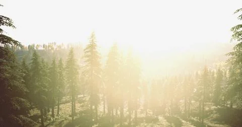 Sunlight filters through tall trees in a lush forest during morning hours Ilustração Stock