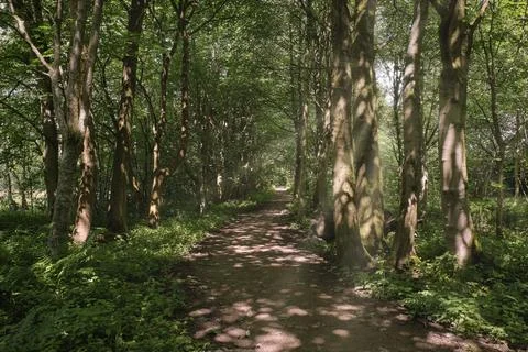 Sunlight filters through tall trees Stock Photos