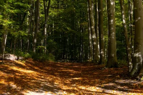 Sunlight filters through tall trees in autumn forest Stock Photos