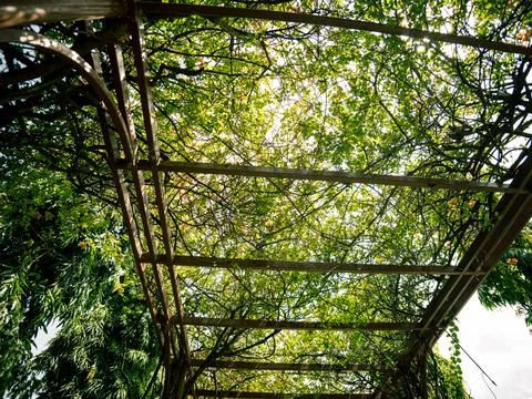 Sunlight filters through thick green leaves above a pergola frame Foto stock