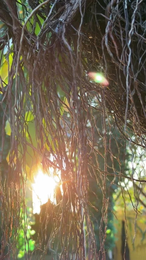 Sunlight filters through thick hanging aerial roots of a Curtain Fig tree Stockbeeldmateriaal 333776623