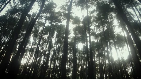 Sunlight filters through towering pine trees in an Indonesian forest, creat.. Stock Footage 340055667