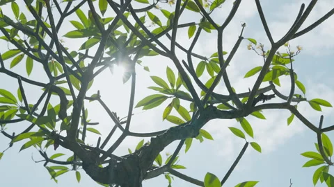 Sunlight filters through tree branches with green leaves against blue sky backgr Video stock 328043149