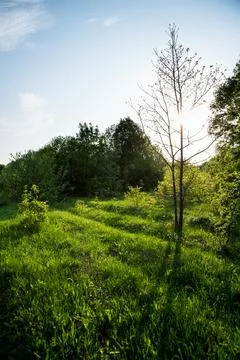 Sunlight filters through tree branches in field, illuminating grassland Stock Photos
